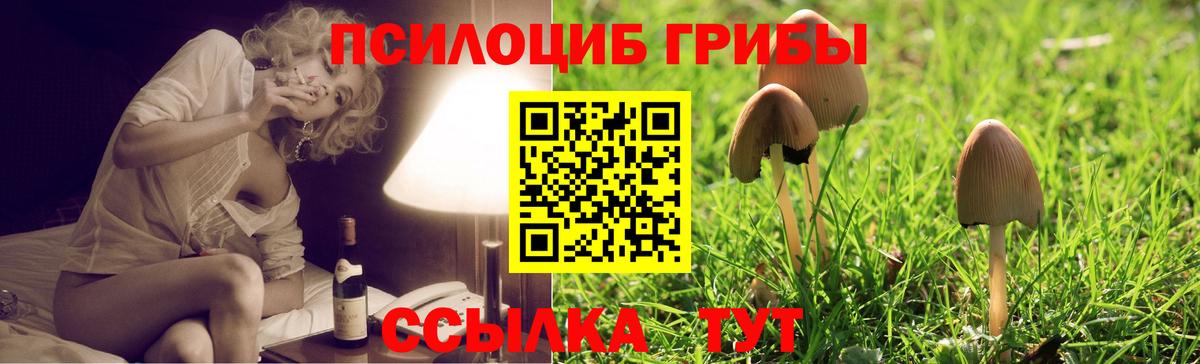 Великий Устюг  Псилоцибиновые грибы MAGIC MUSHROOMS  Вход с VPN 